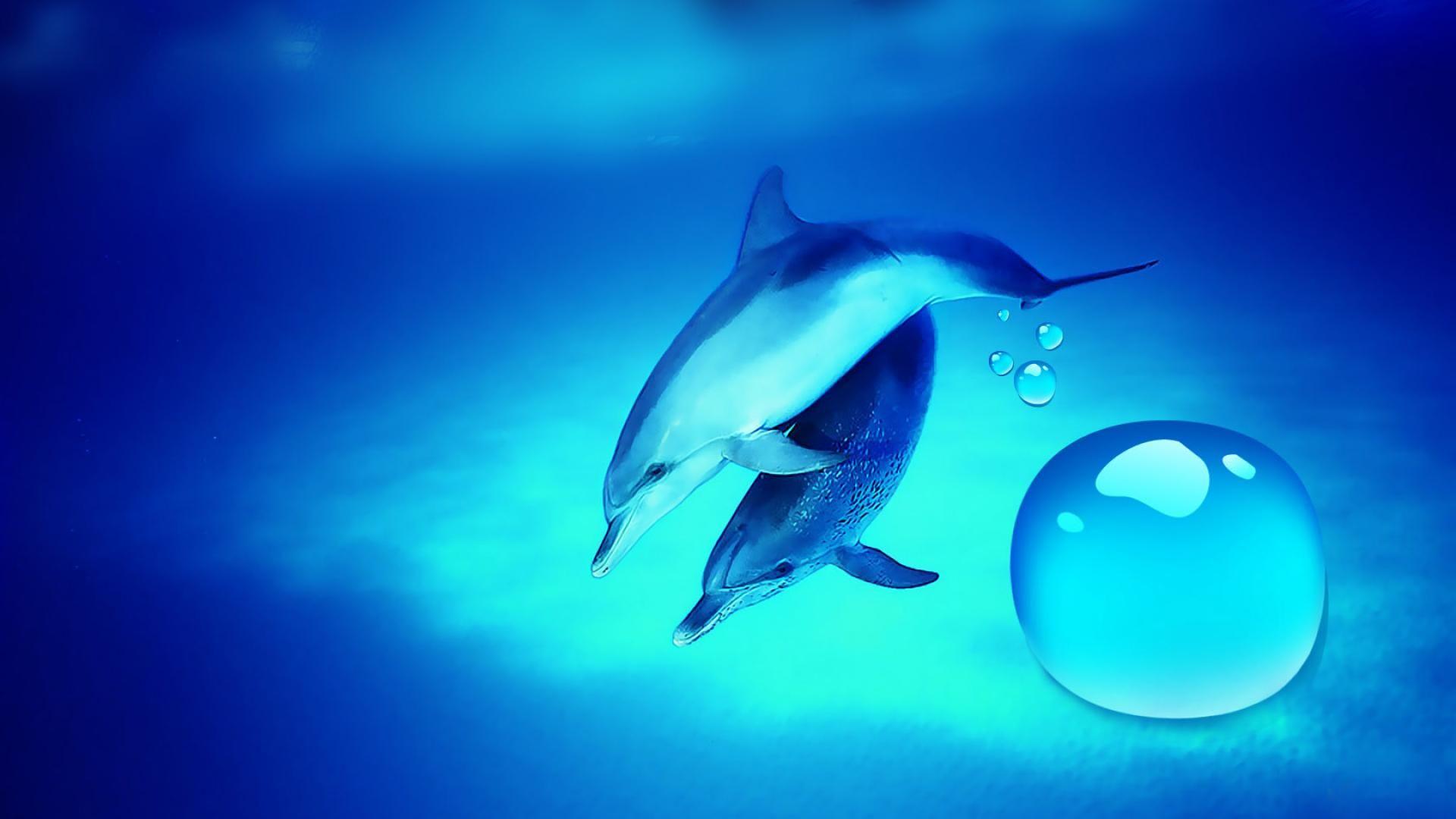HD Dolphins Wallpaper and Photo HD Animals Wallpaper 1600×1000