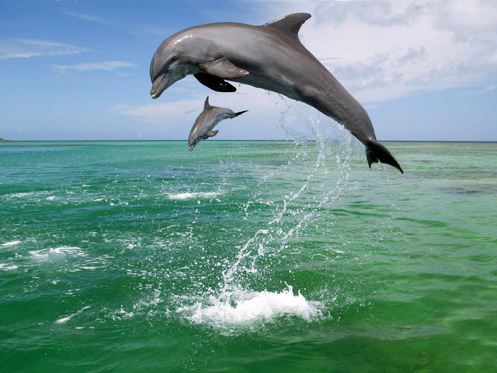 Bottlenose Dolphins HD Wallpaper 4. Animals Wallpaper