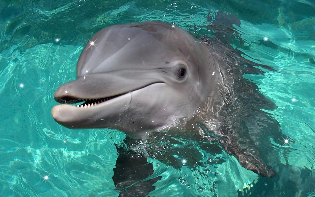 Delfin Élő háttérképek