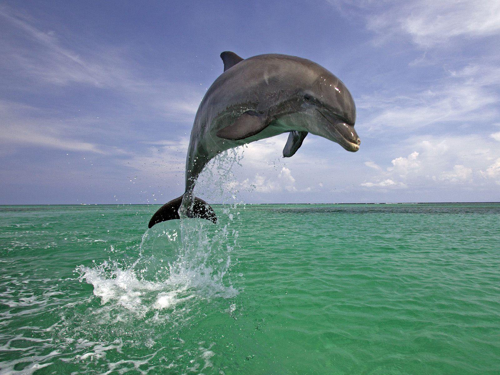 beautiful wallpaper. Beautiful wallpaper of a jumping dolphin