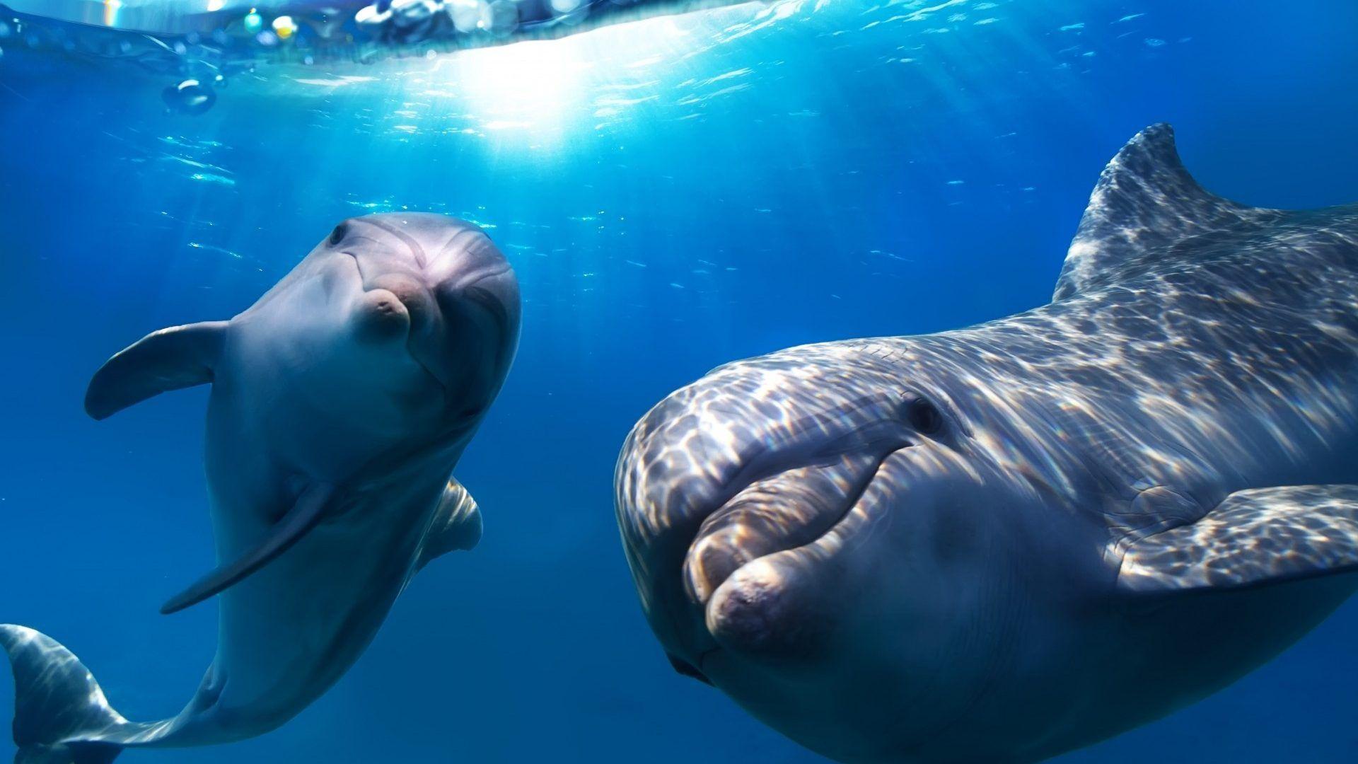 Dolphin Tag wallpaper: Fishing Fish Salmon Dolphin Bottlenose