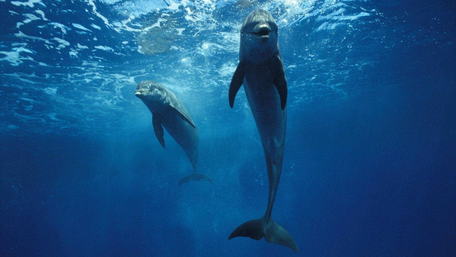 bottlenose dolphin front view Image. Mukei Dolphin