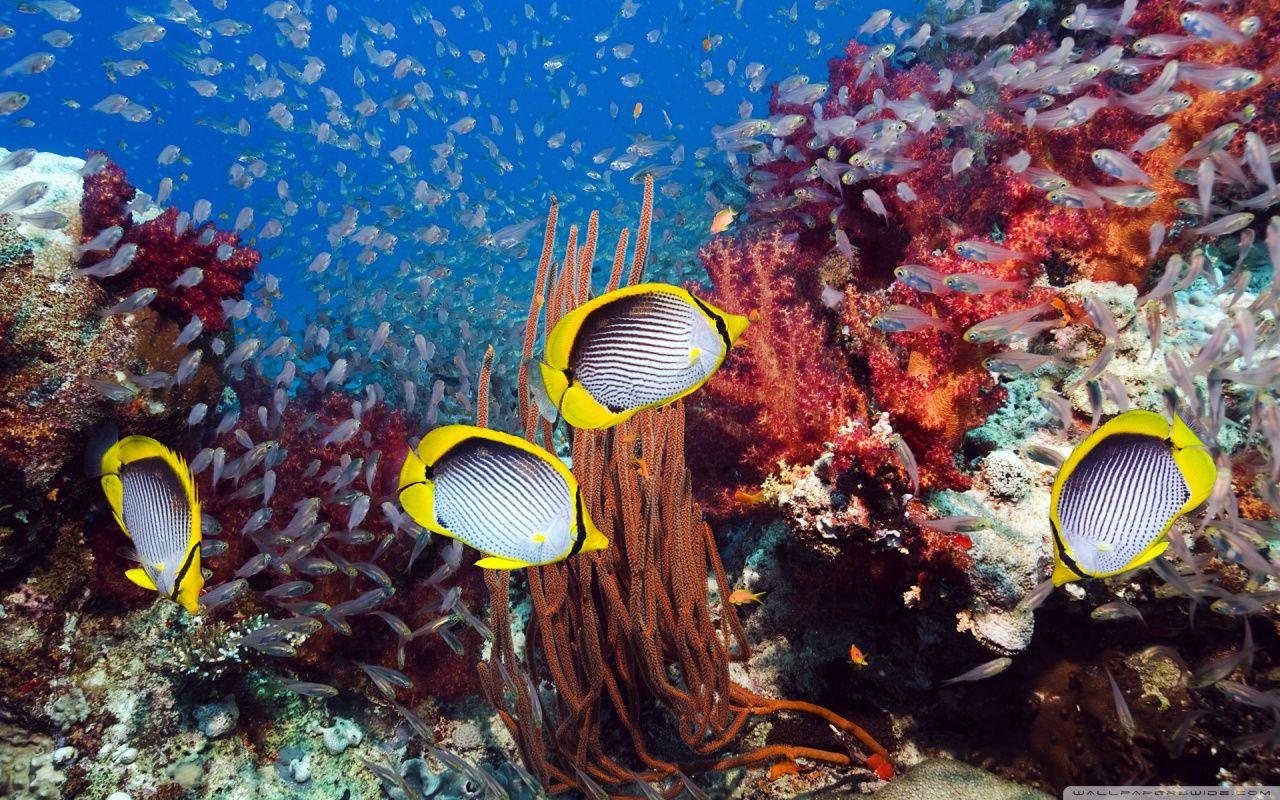 Coral Reef And Tropical Fish ❤ 4K HD Desktop Wallpaper for 4K Ultra