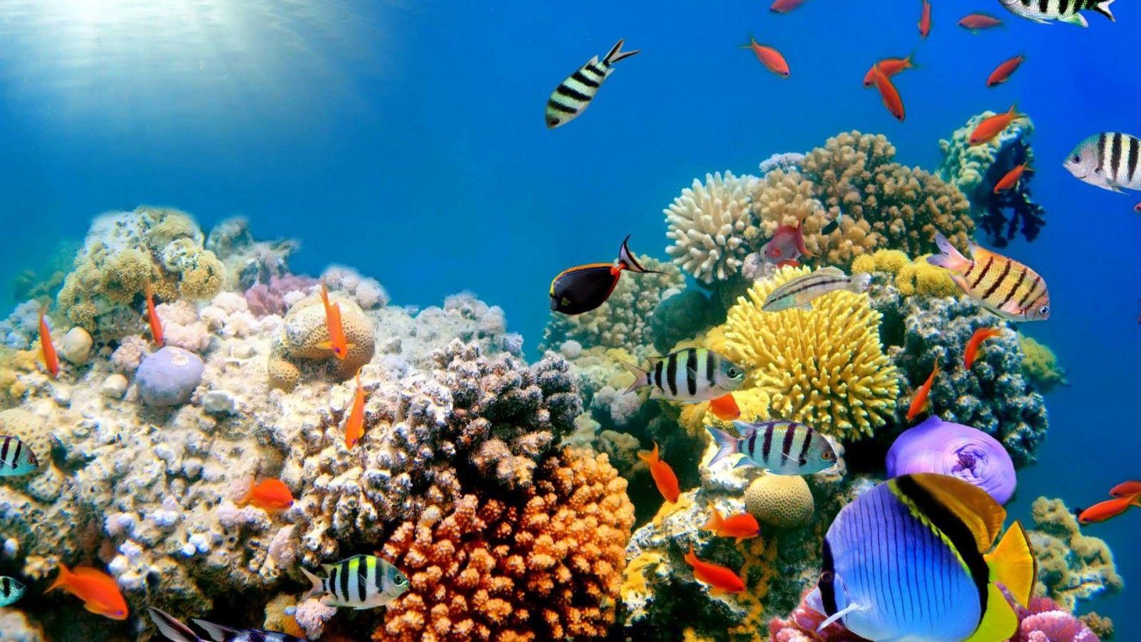 Coral Reefs Wallpaper HD Widescreen Desktop Background. HD