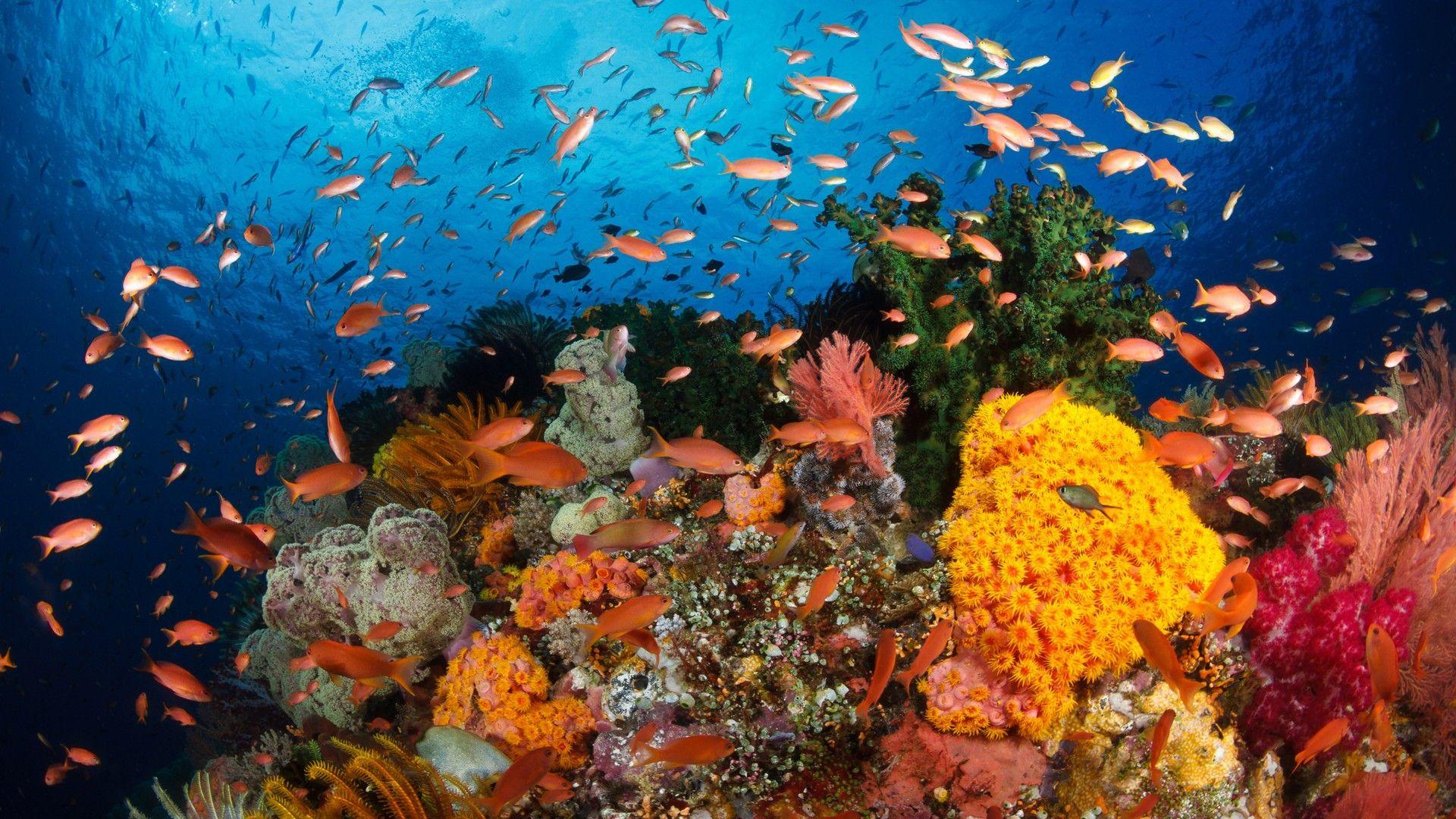 Hd Wallpaper Ocean Coral Reefs With Corals, Exotic Tropical