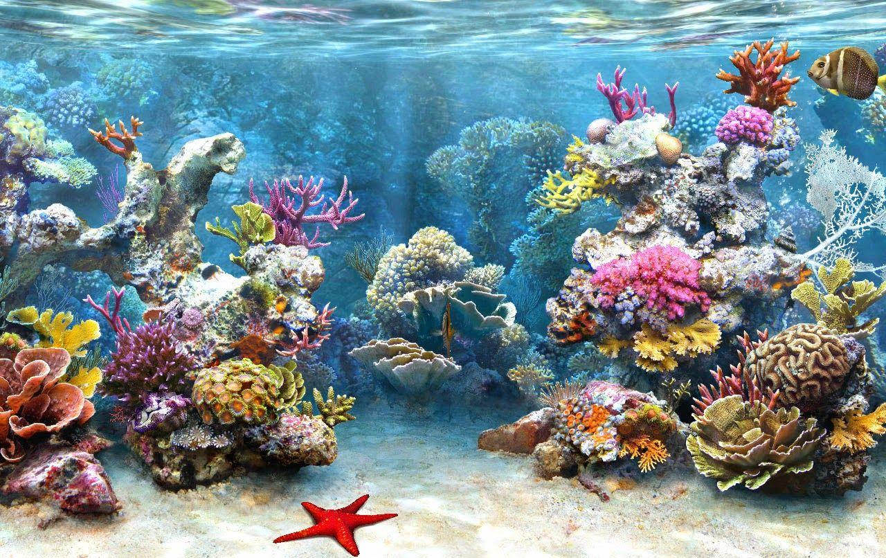 Desktop HD Wallpaper Free Downloads: Coral Reef HD Wallpaper