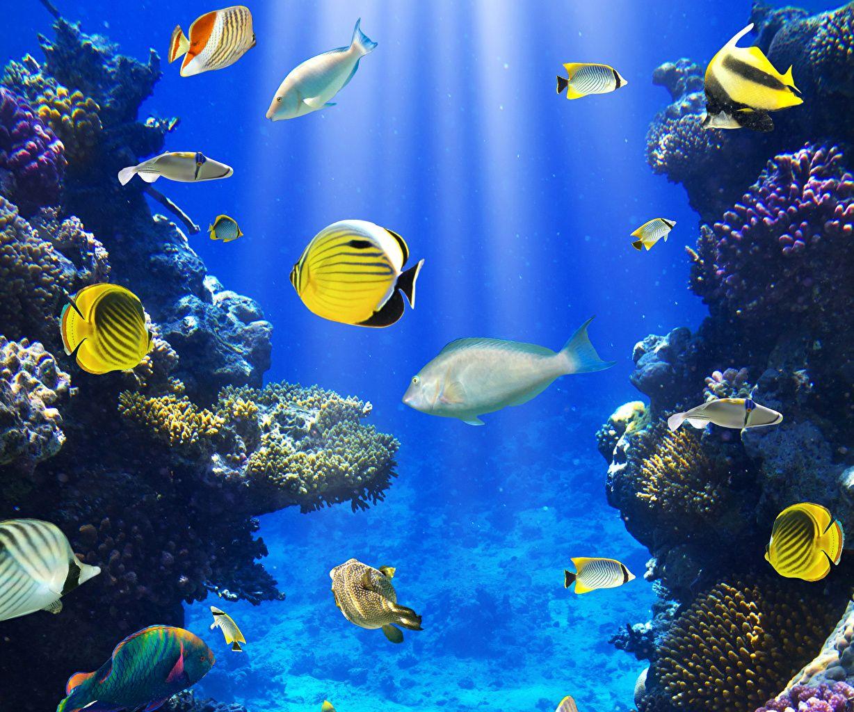 Fish Underwater world Corals Animals