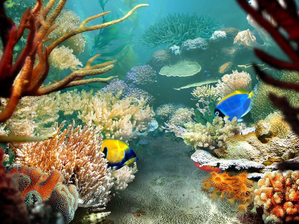 Underwater world Corals Animals