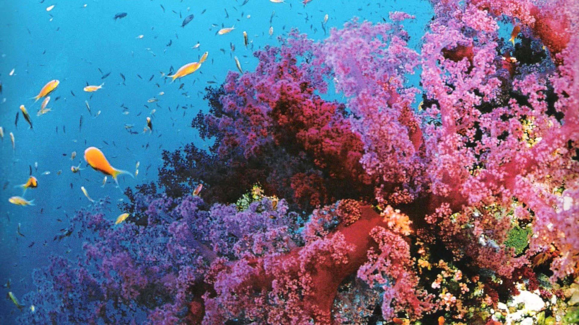 Wallpaper Coral Reefs Ship Seawater HD Widescreen UnderWAter 1600