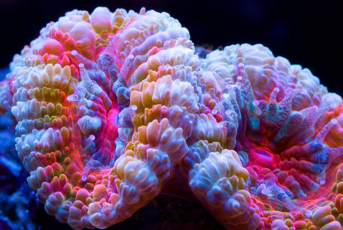 Corals Wallpaper High Quality