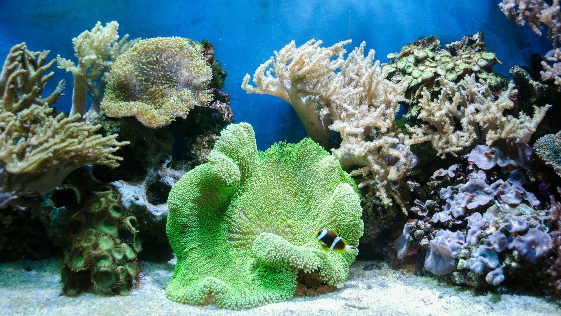 Miscellaneous Coral Reefs Corals Oceans Sea Underwater Nature