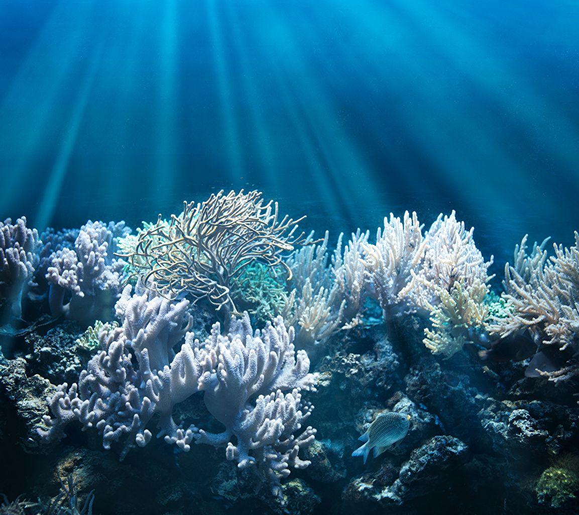 Rays of light Fish Underwater world Corals Animals