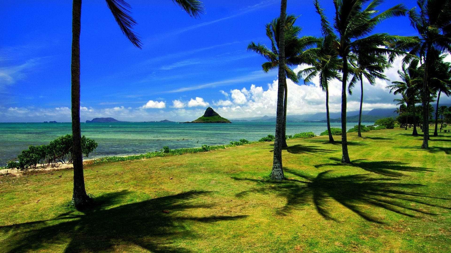 Hawaii palm trees hats Oahu wallpaperx1080