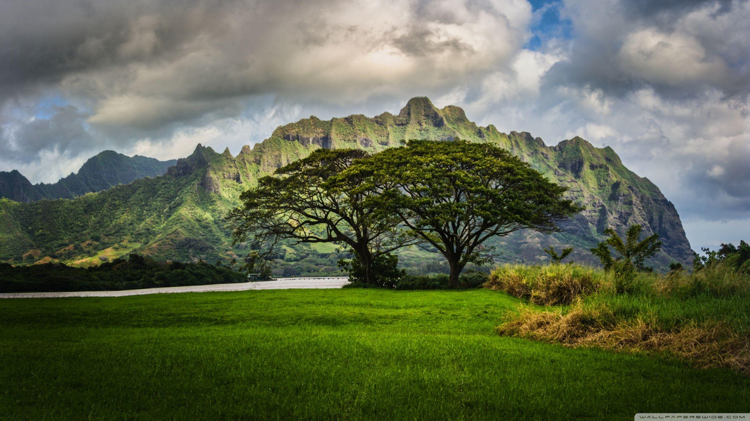 The Lost Cliffs of Oahu ❤ 4K HD Desktop Wallpaper for 4K Ultra HD