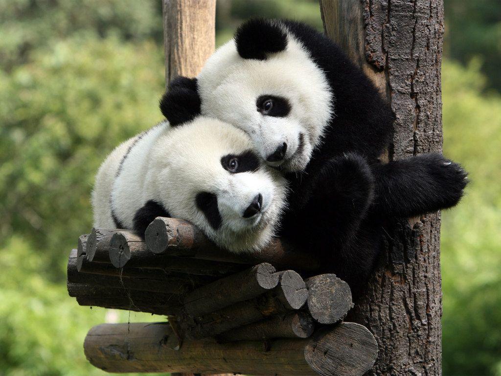 best ♢Panda Bears & Polar Bears♢ image. Panda