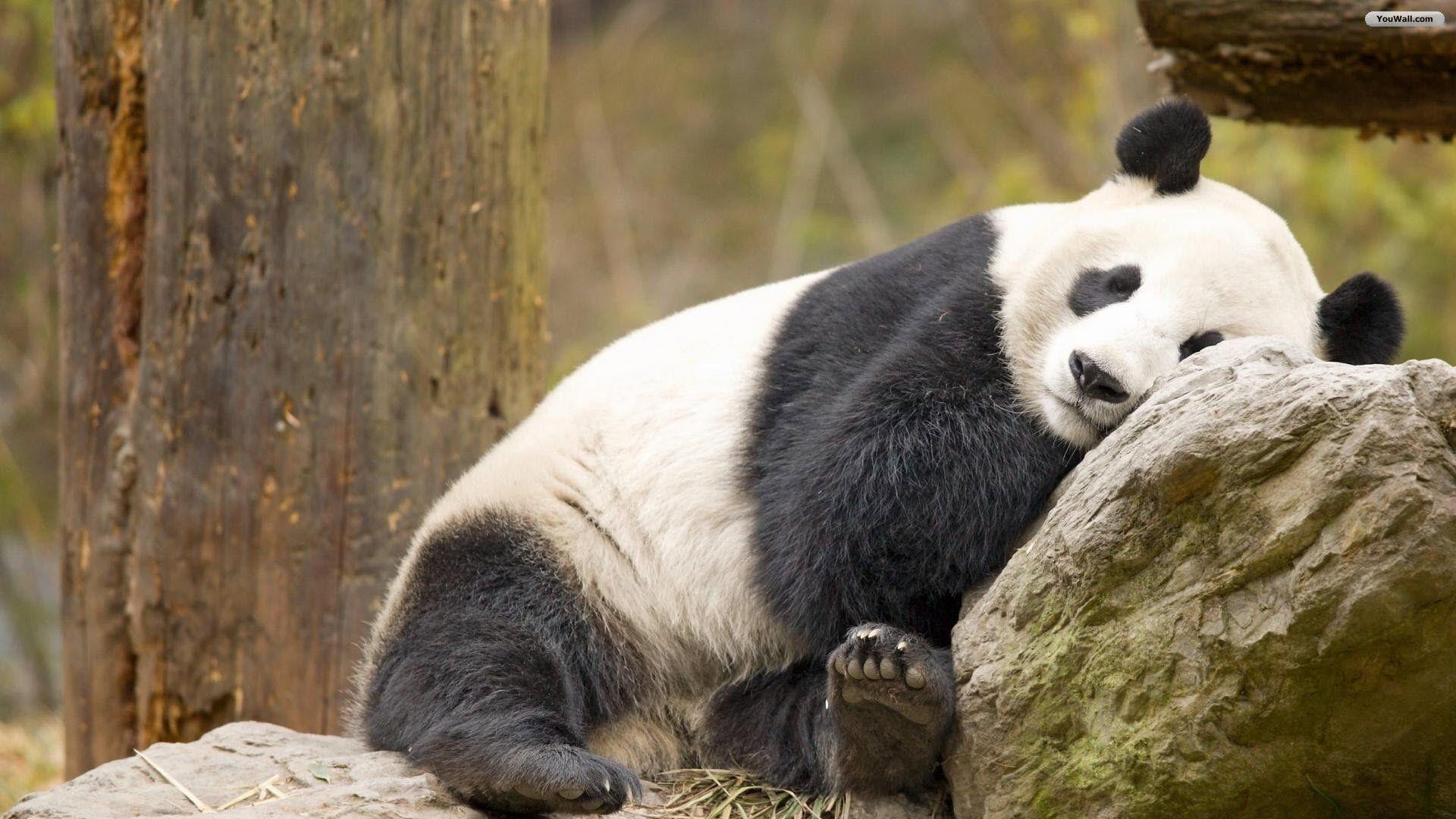 undefined Panda Wallpaper (40 Wallpaper). Adorable Wallpaper