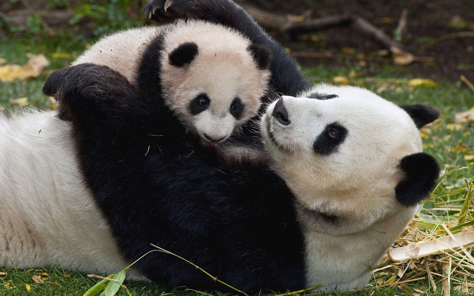 Mama panda bear with his baby. HD Animals Wallpaper