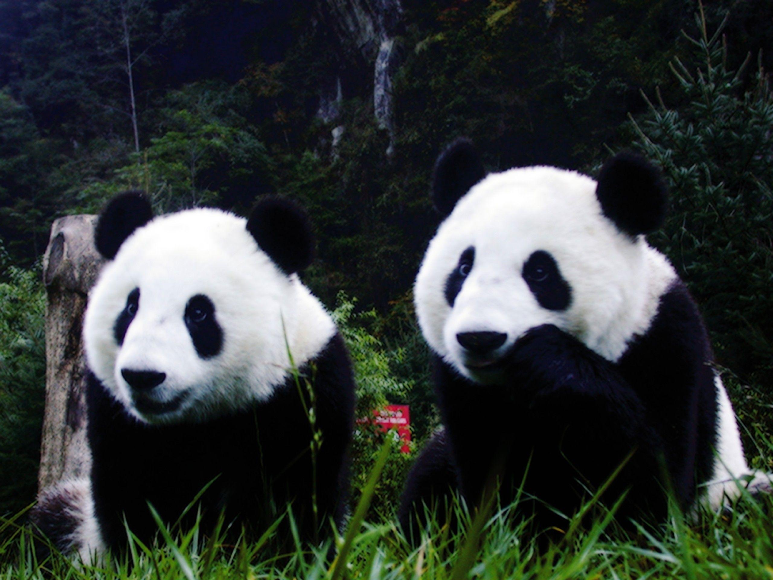 Animals nature panda bears wallpaper. PC