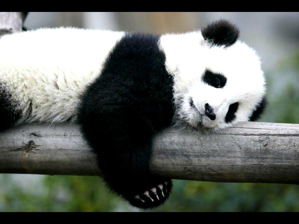 MC 44 Squirrels Wallpaper, Squirrels Full HD Picture and Wallpaper