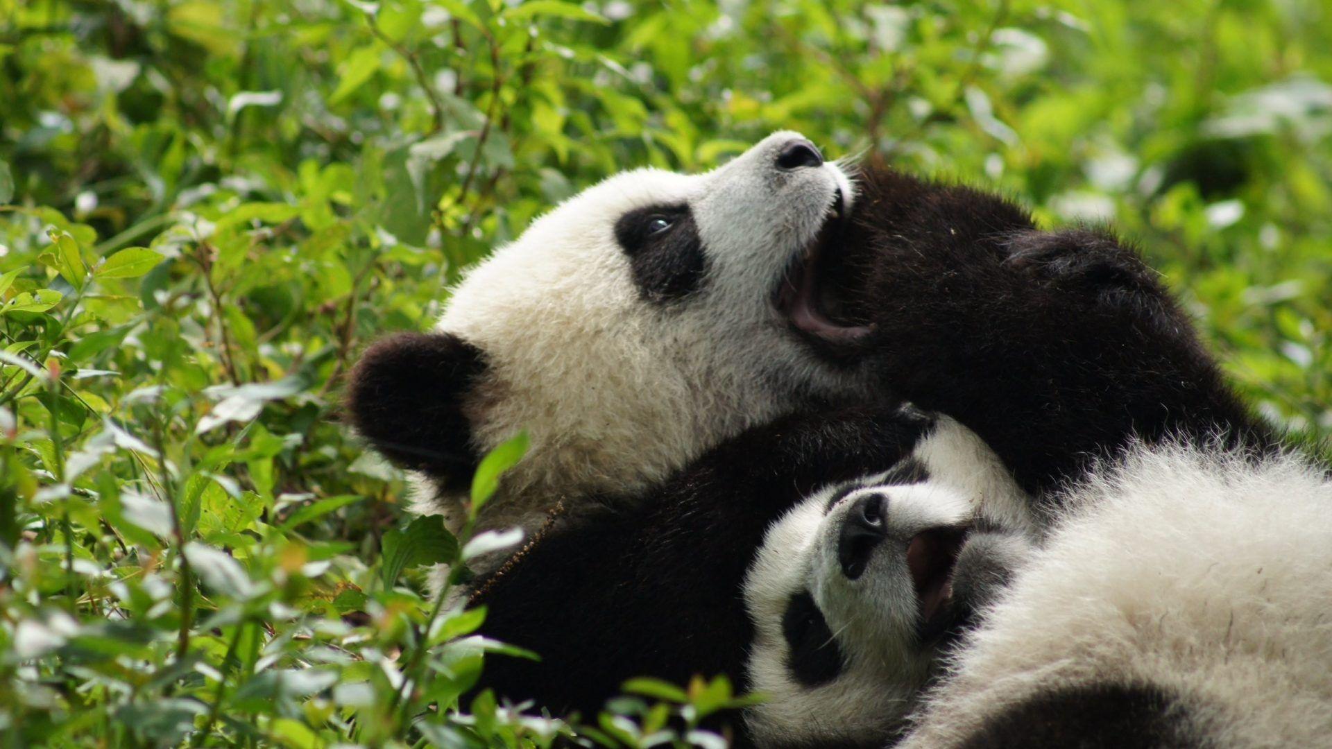Panda Tag wallpaper: Cute Baer Pandas Panda Bears Baby