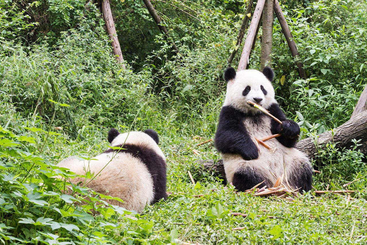 Wallpaper Giant panda Bears Two Animals