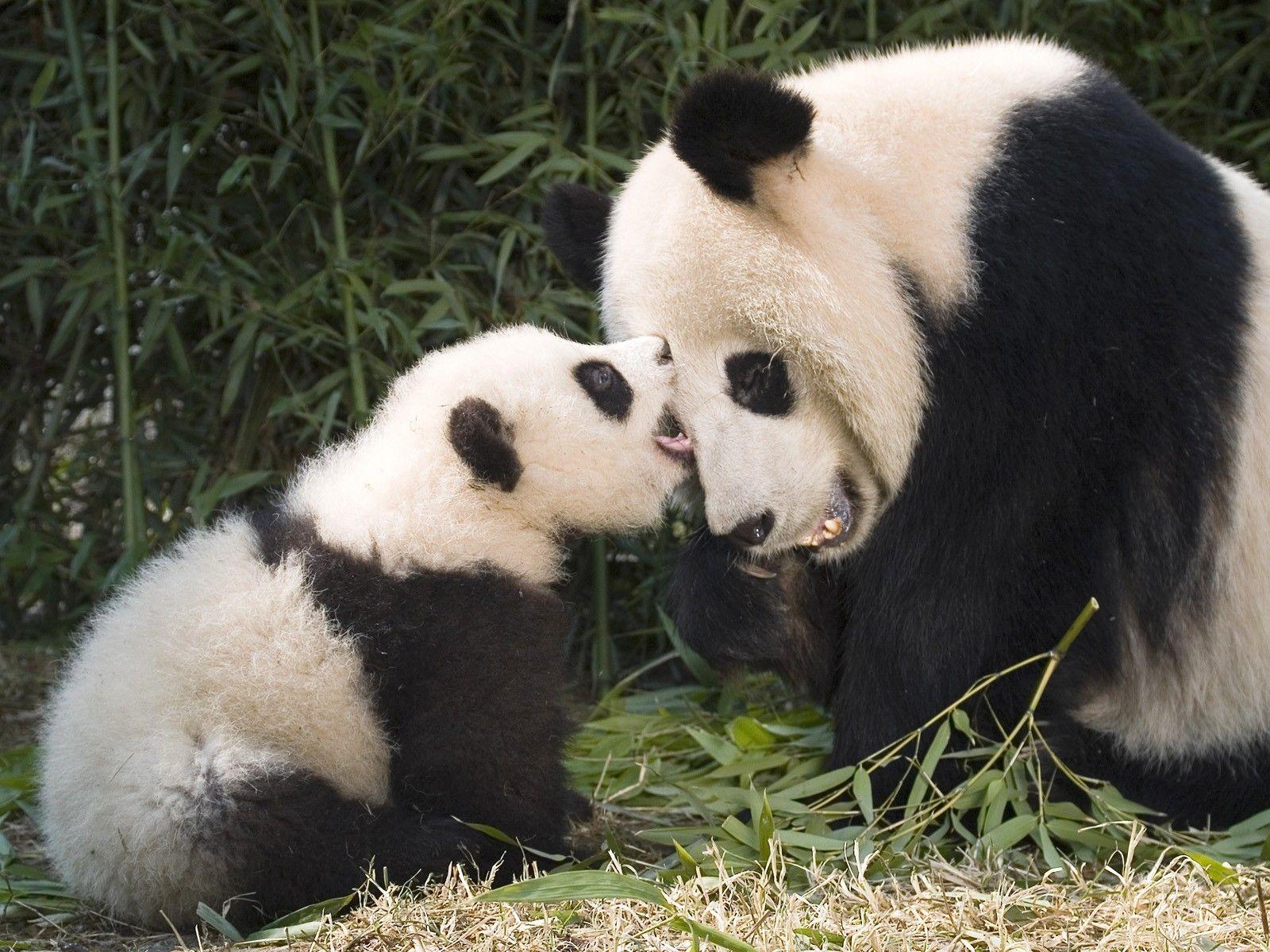 China animals panda bears playing baby wallpaper