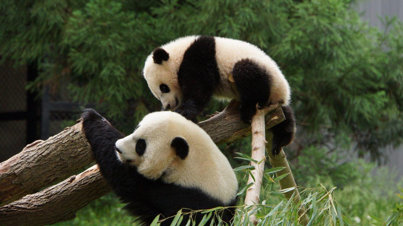 Baby Animals: Panda Bears Pandas Baby Baer Cute Animals Wallpaper