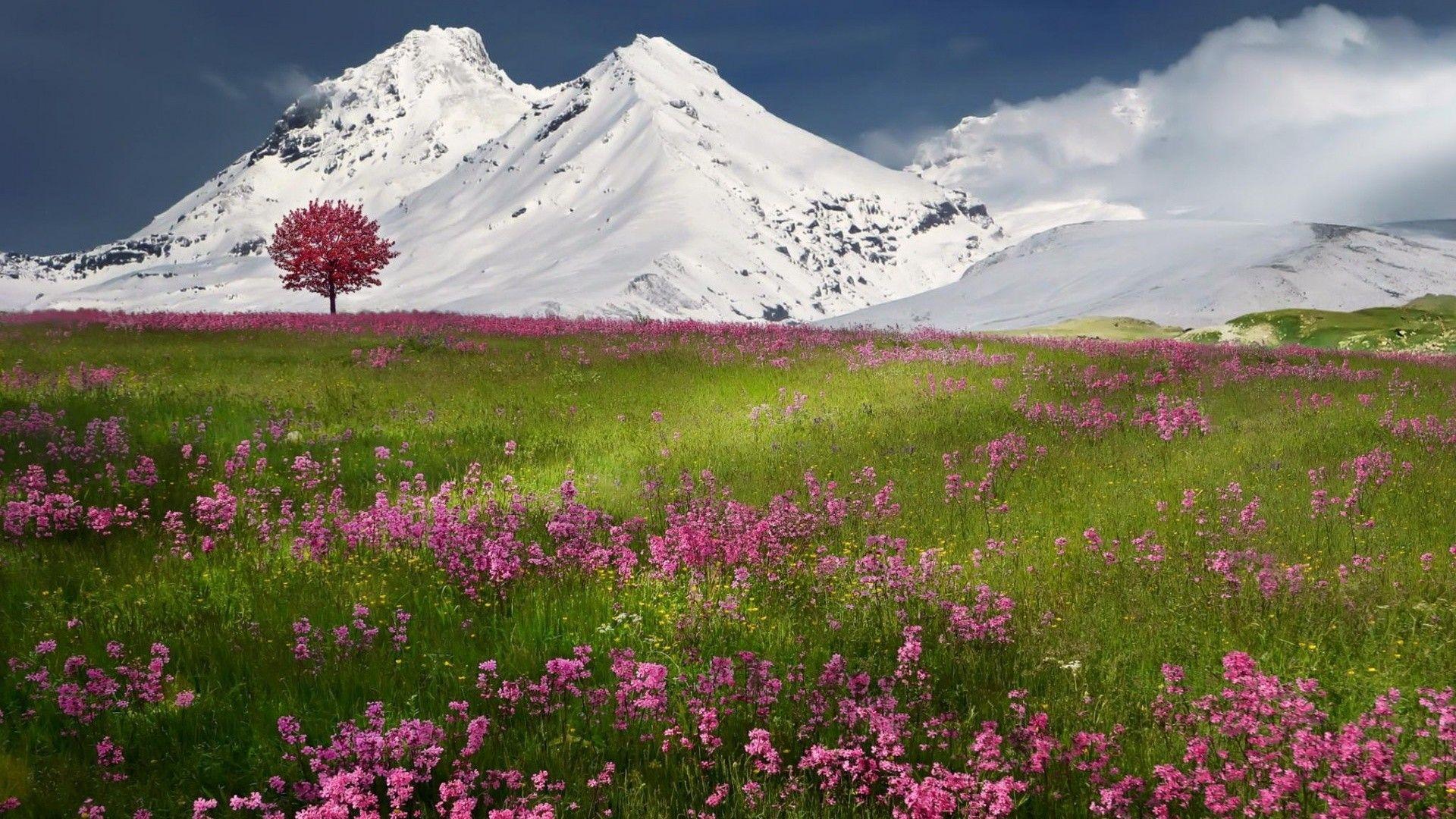 Flowers: Flowers Mountain Valley Snowy Nature Valleys Mountains HD