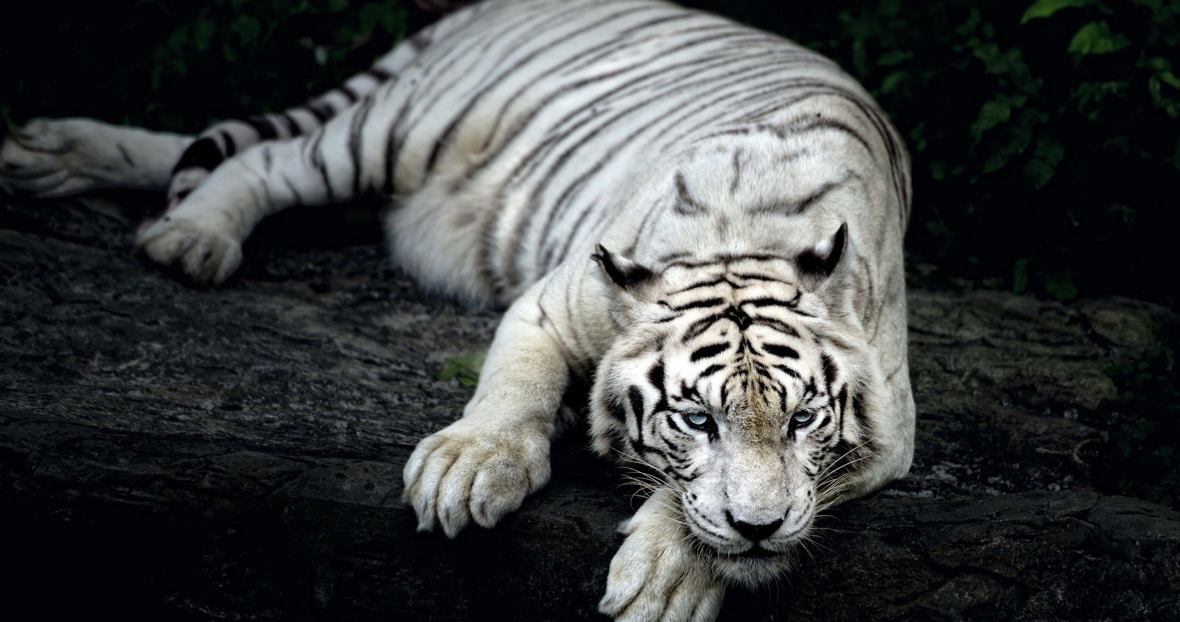 white tiger background 4k ultra HD wallpaper. ololoshka