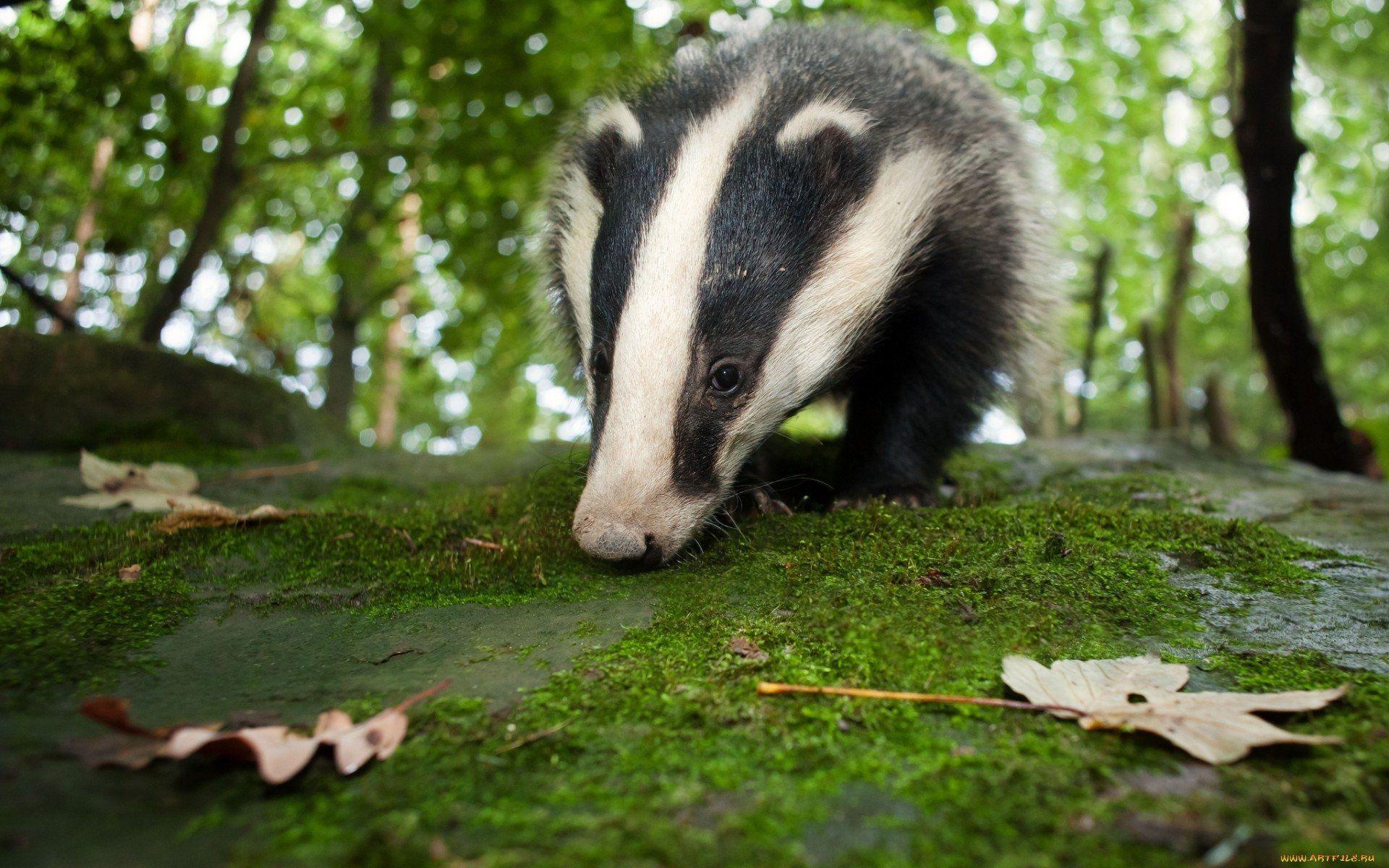 Badger Wallpapers - Wallpaper Cave