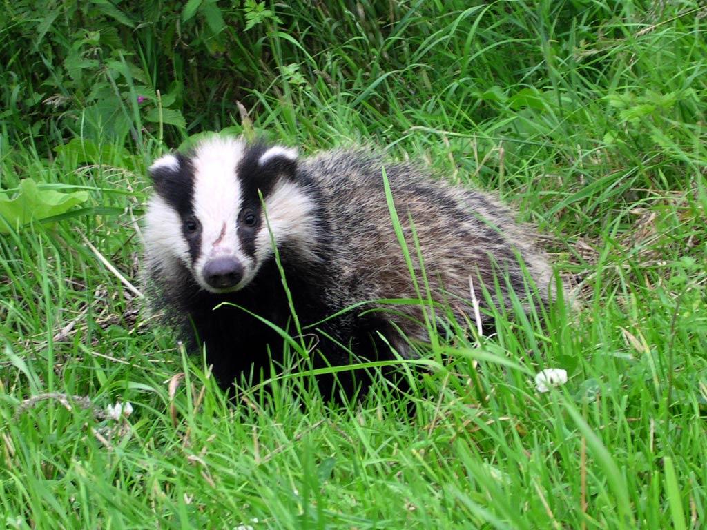 Badger Wallpapers - Wallpaper Cave