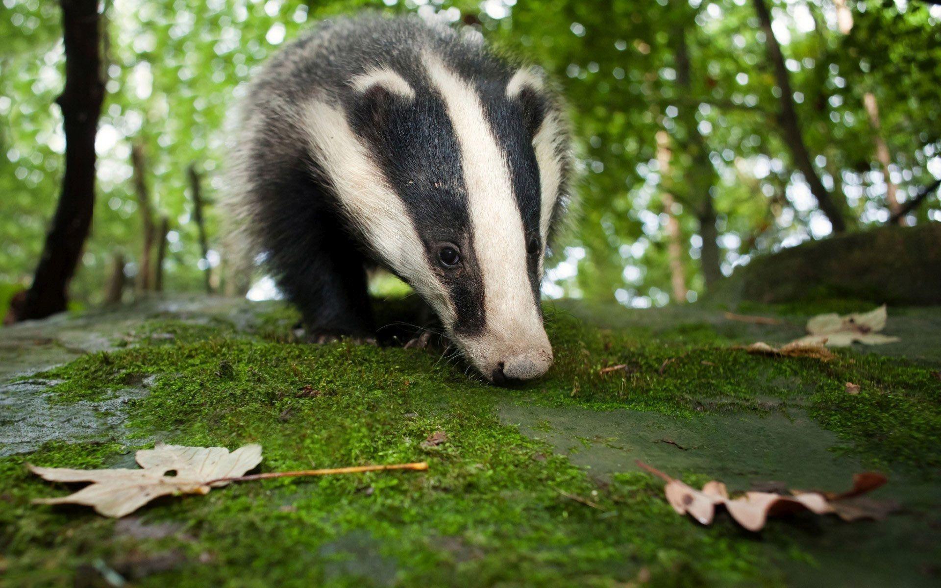 Badger Wallpapers  Wallpaper Cave