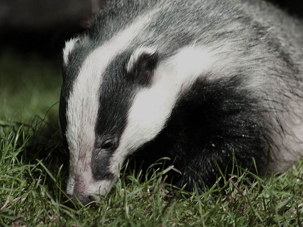 Badger Wallpapers - Wallpaper Cave