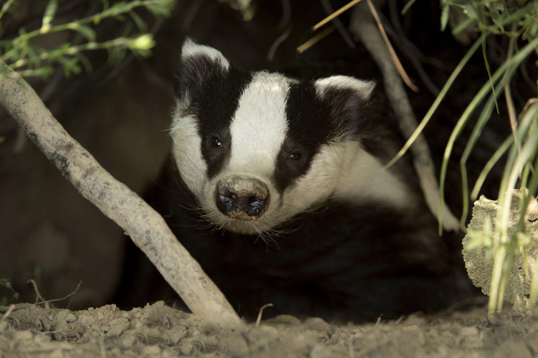 Badger Wallpapers - Wallpaper Cave