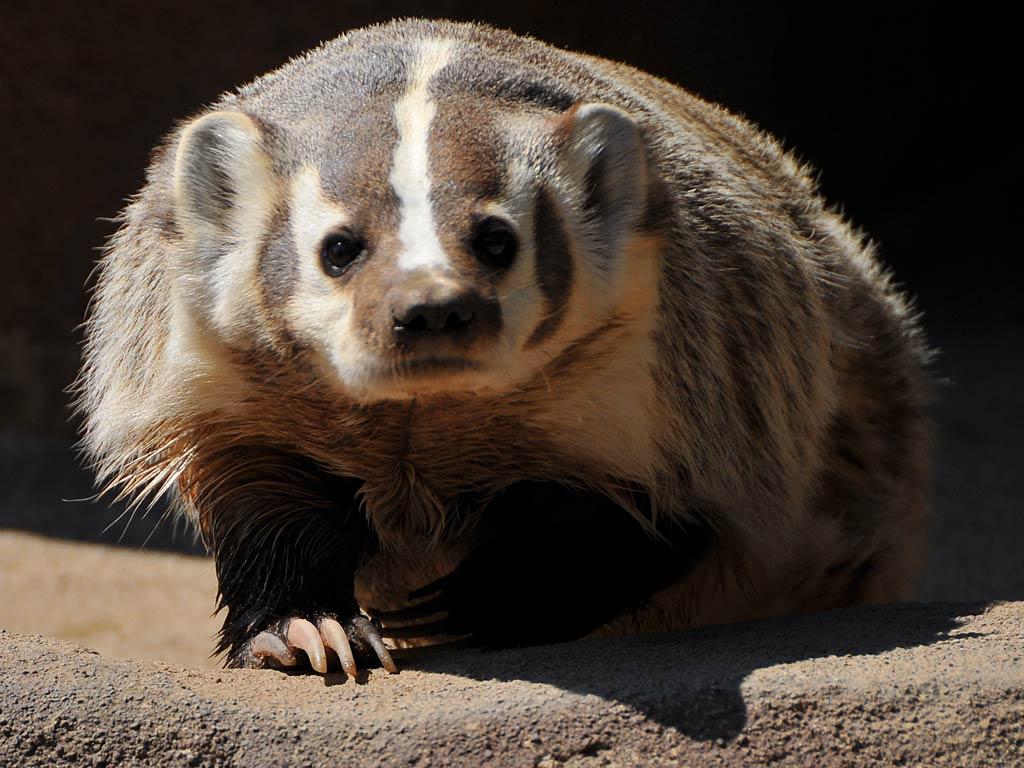 Badger Wallpapers - Wallpaper Cave