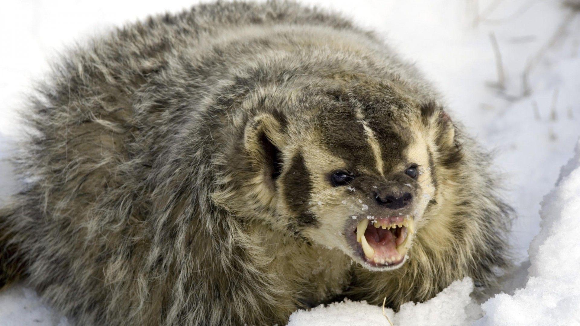 Badger Wallpapers Wallpaper Cave