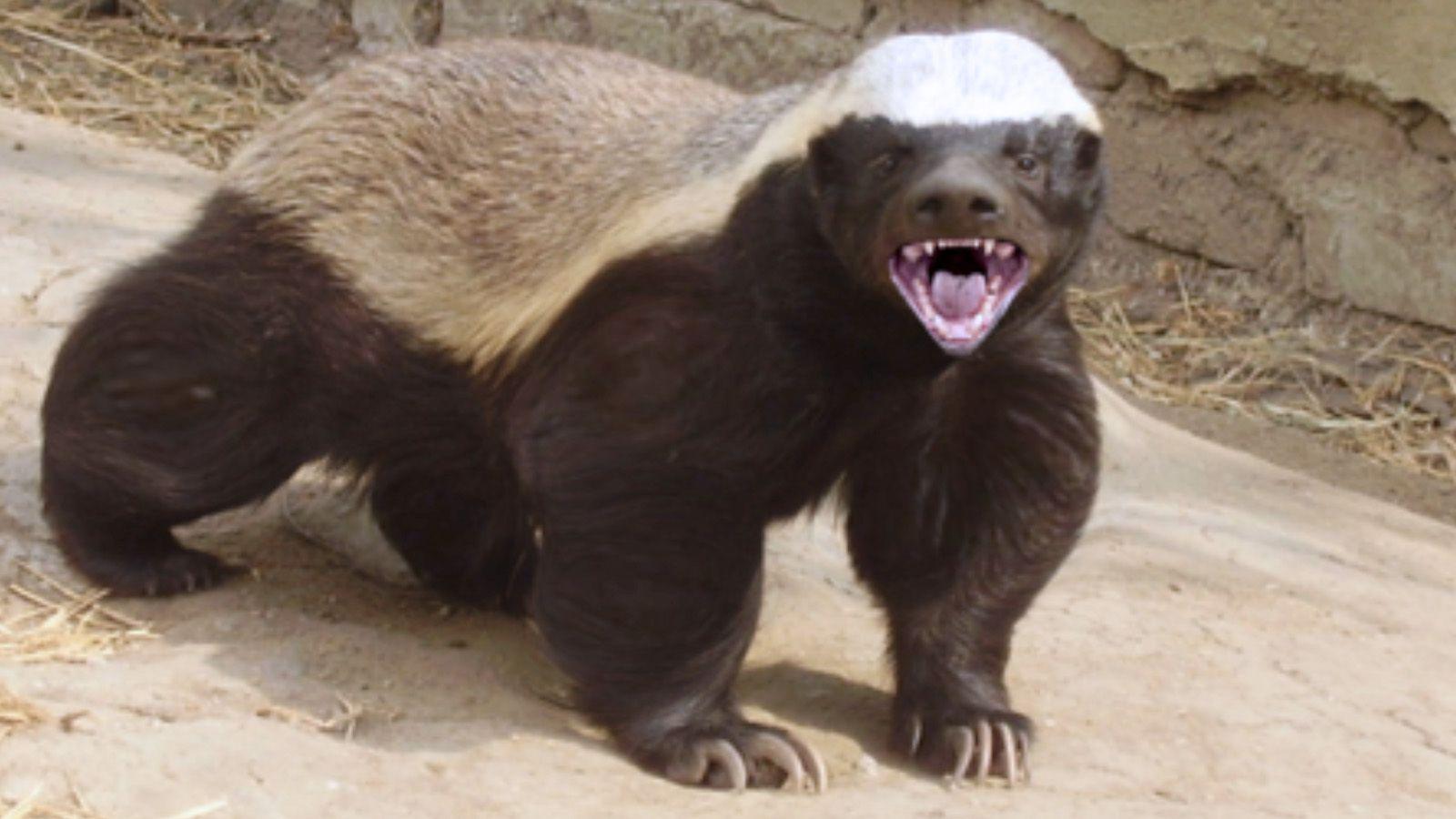 Honey Badger wallpaper. Nature HD wallpaper