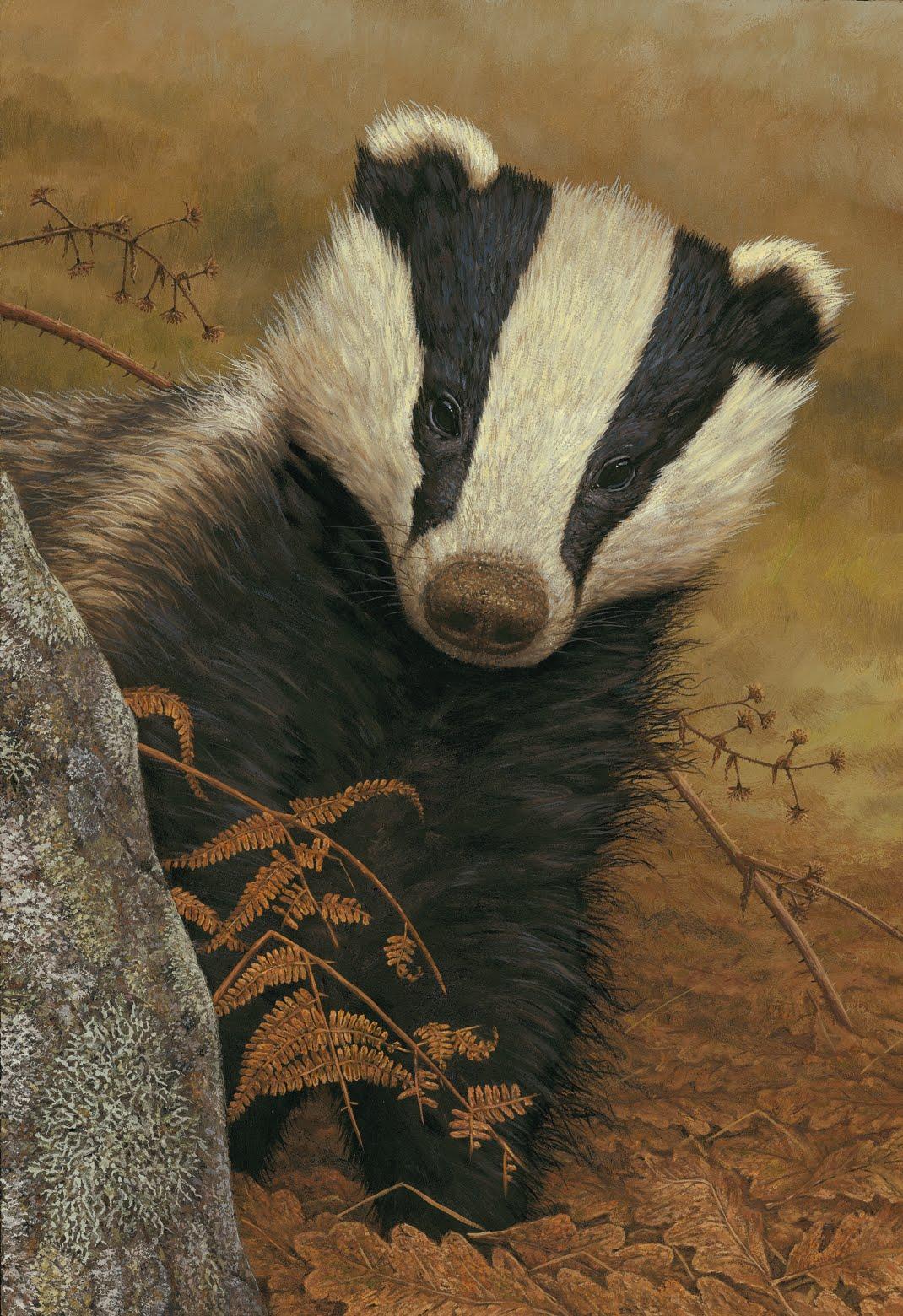 Badger Wallpapers - Wallpaper Cave