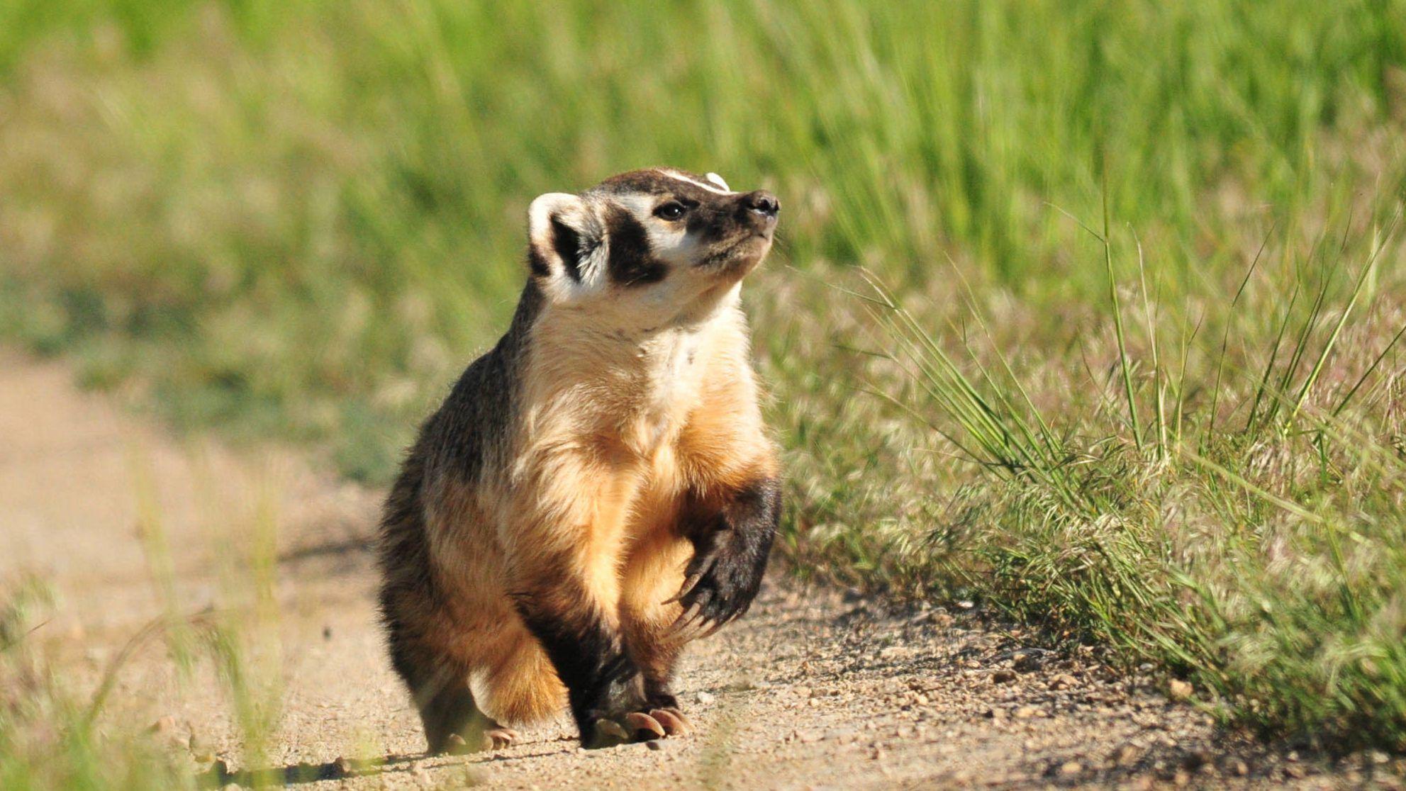 Badger Wallpapers - Wallpaper Cave