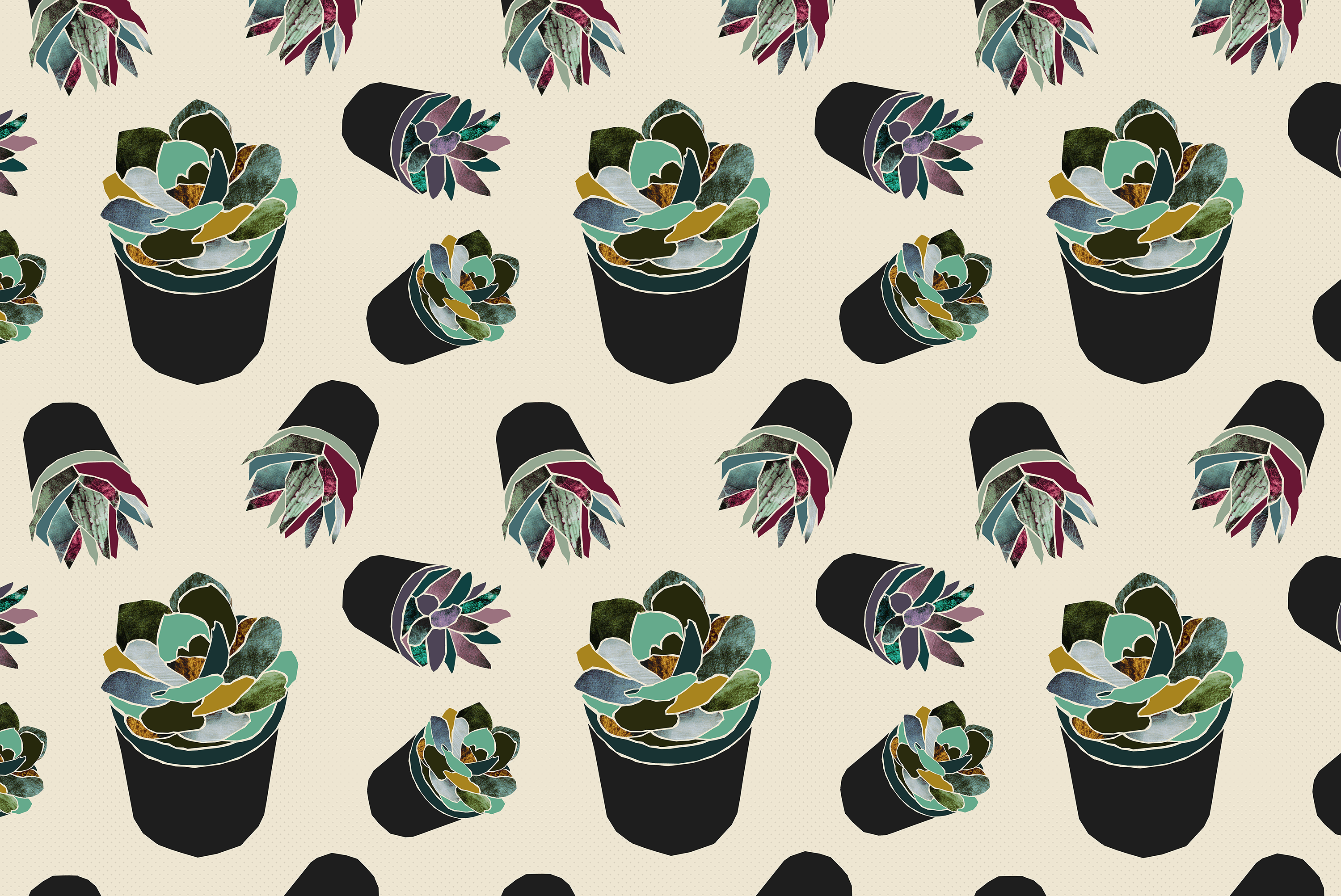 IQ:776 Wallpaper, Popular Succulent HD Wallpaper