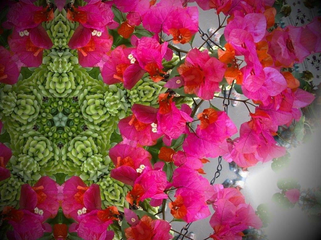 Bougainvillea Tag wallpaper: Pink Bougainvillea Succulent Flowers