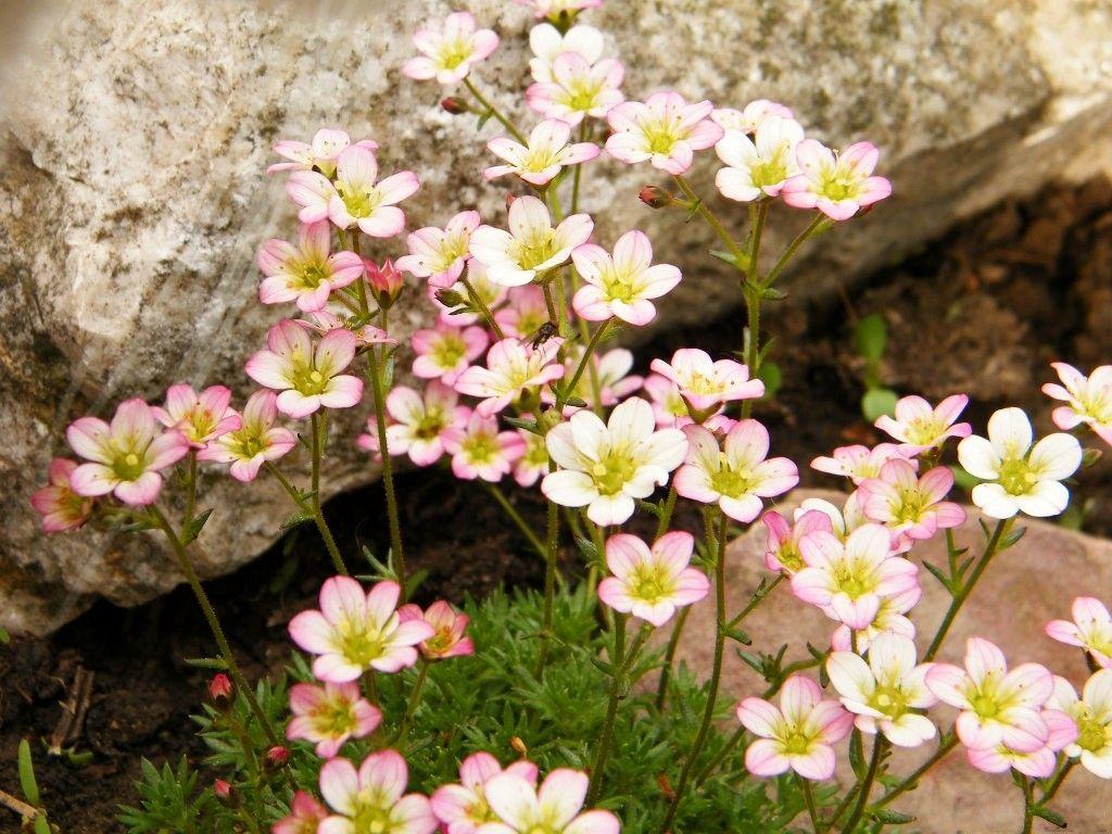 Wallpaper Tagged With Succulents: Grey Plant Succulents Unusual