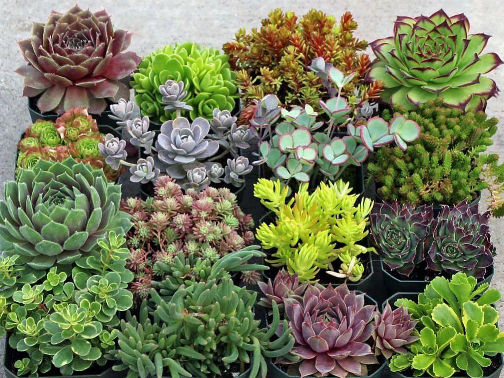 Wallpaper For Hardy Succulents Wallpaper