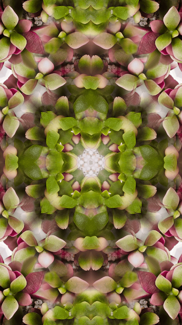 Mirrored colorful succulent iPhone Wallpaper Gift. Gardening