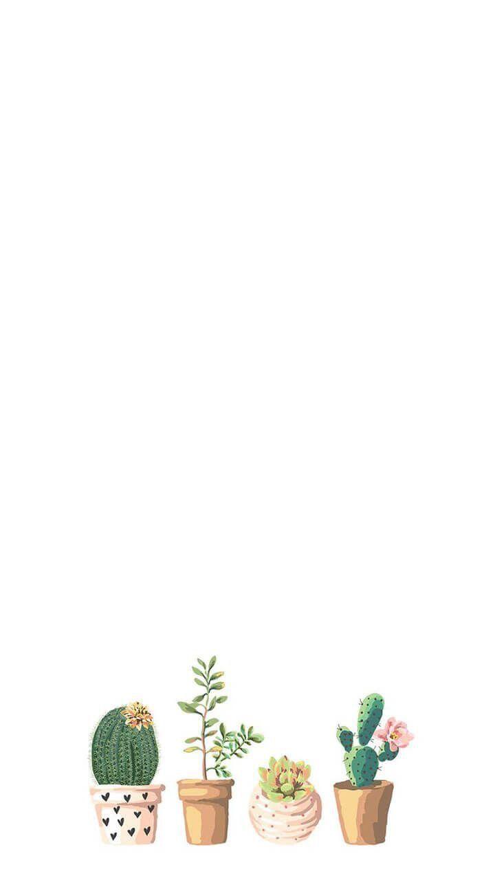 Succulents. HD Desktop Wallpaper, Instagram photo, Background