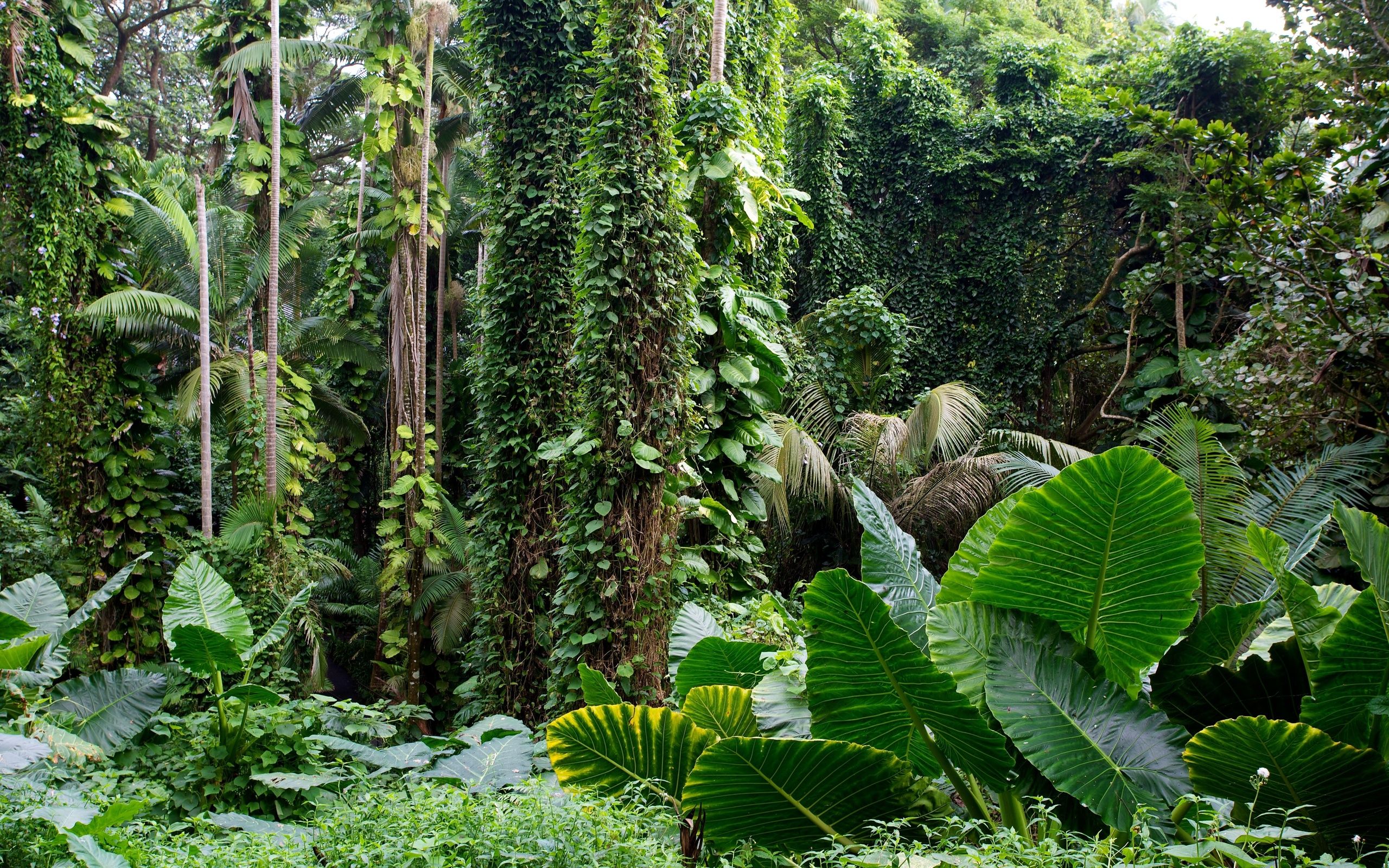 Hawaii Tropical Botanical Garden forest tropical wallpaper