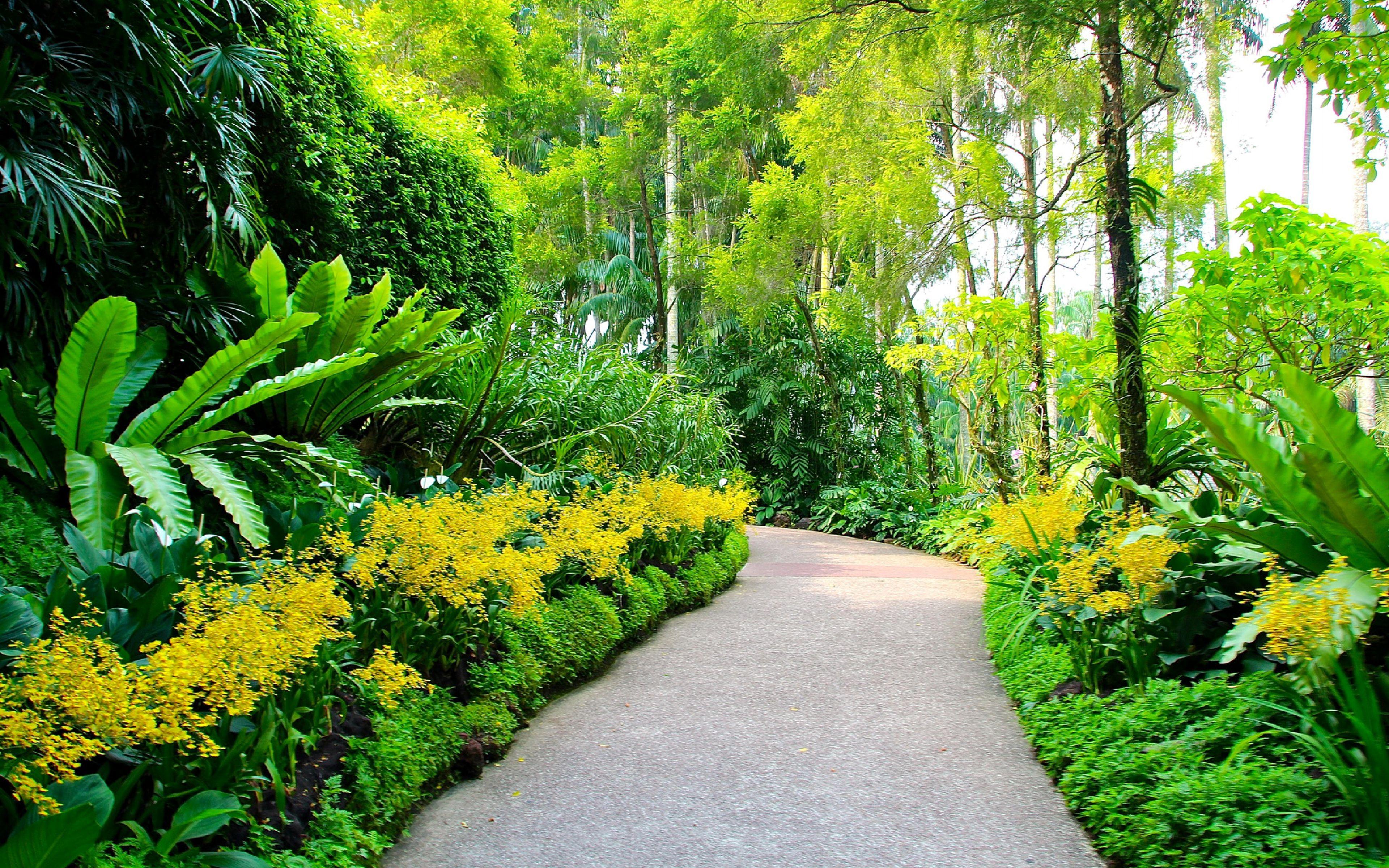 Singapore Botanic Gardens Plants Walking Path Trees HD Background