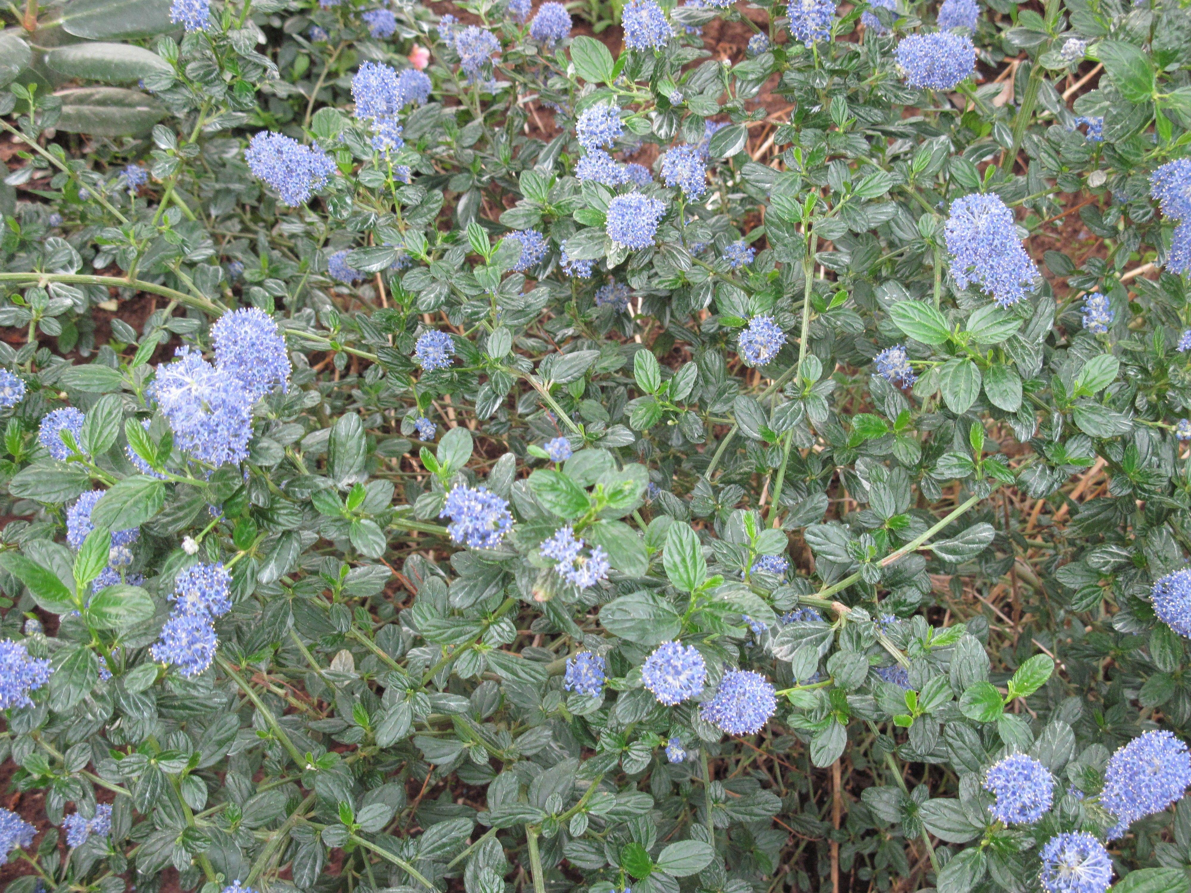 Flower: Photography Blossom Blue Garden Tree Botanical Green