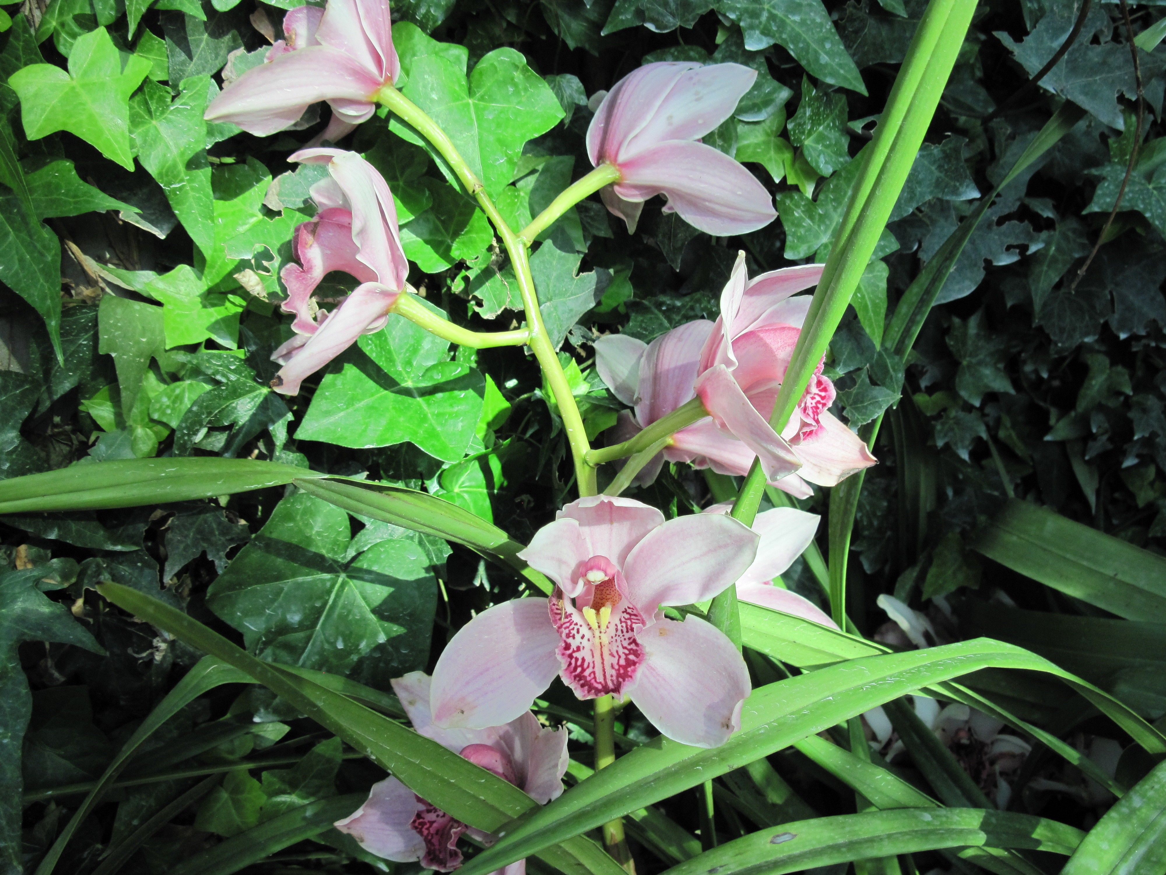 Green Botanical Garden Flowers Indoor Pink Orchids Photography