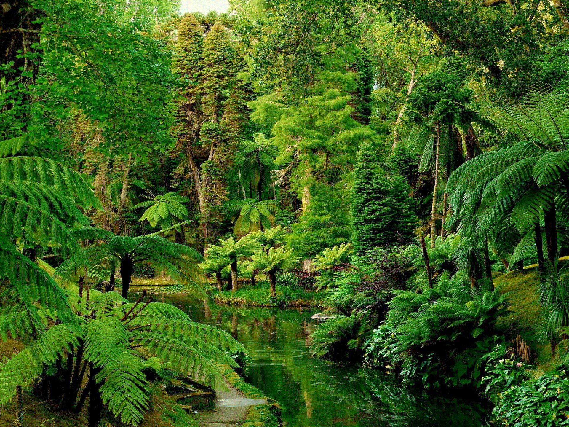 portugal gardens tropics forests portugal botanical supplies